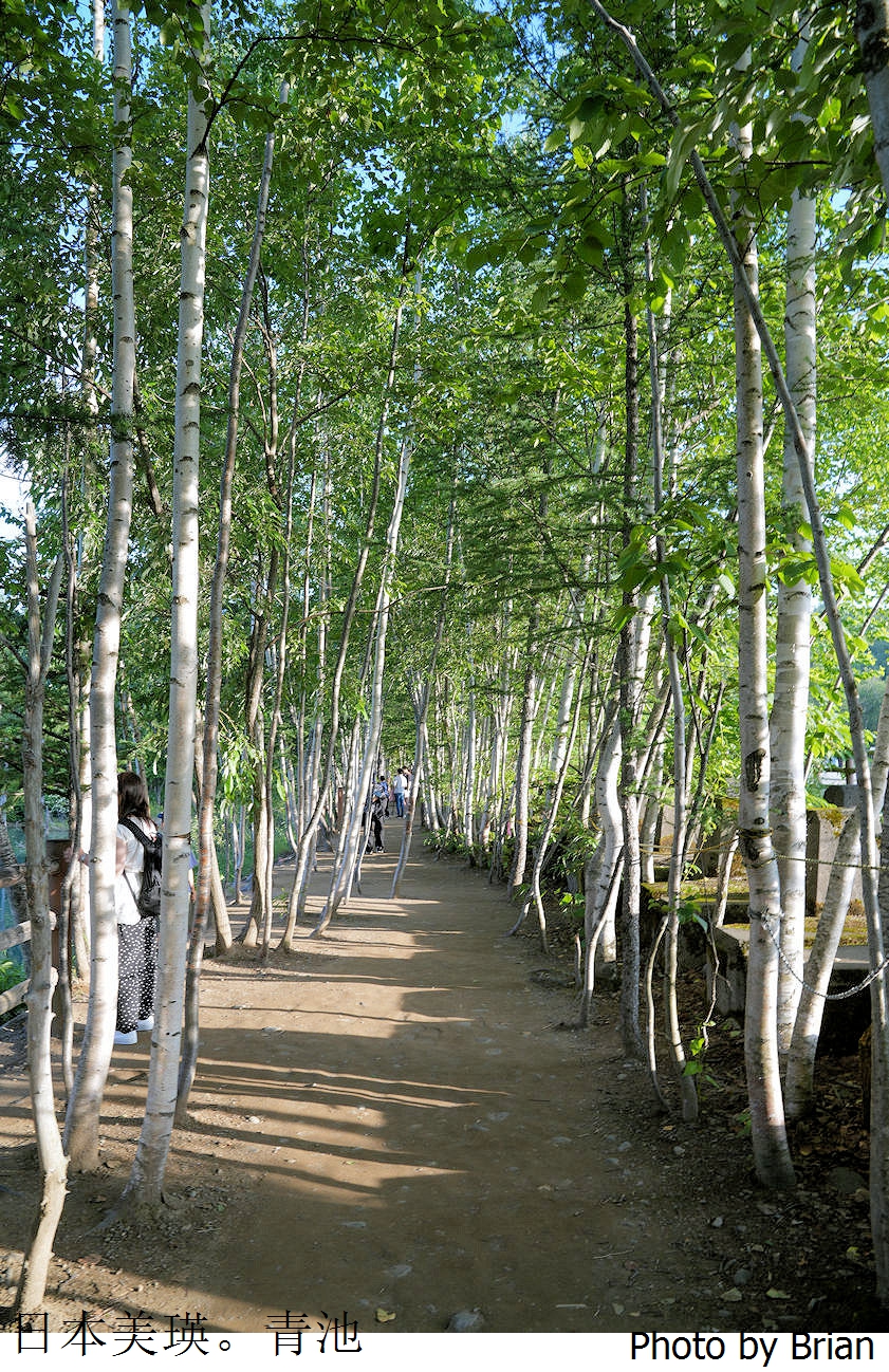 北海道美瑛白金青池。北海道必訪景點順遊白鬚瀑布