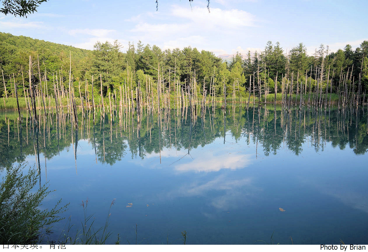 北海道美瑛白金青池。北海道必訪景點順遊白鬚瀑布