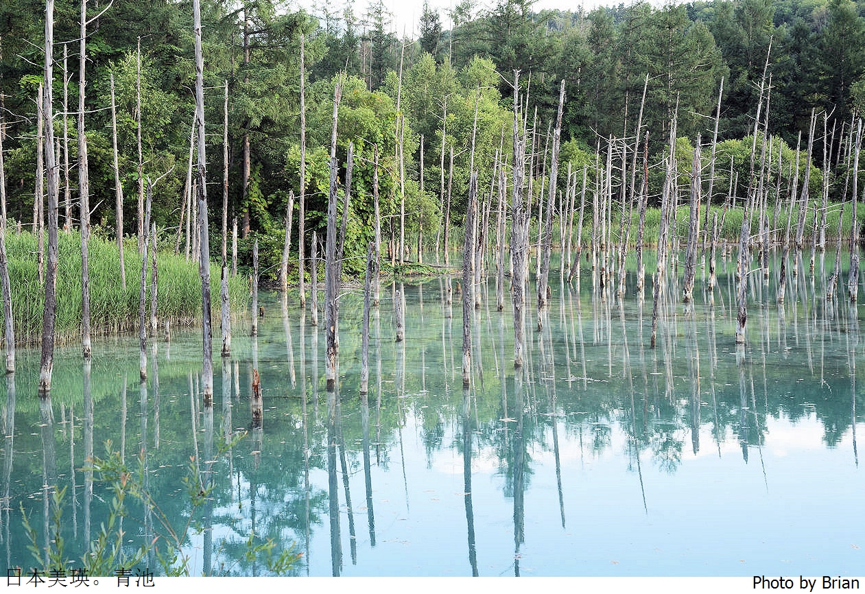 北海道美瑛白金青池。北海道必訪景點順遊白鬚瀑布