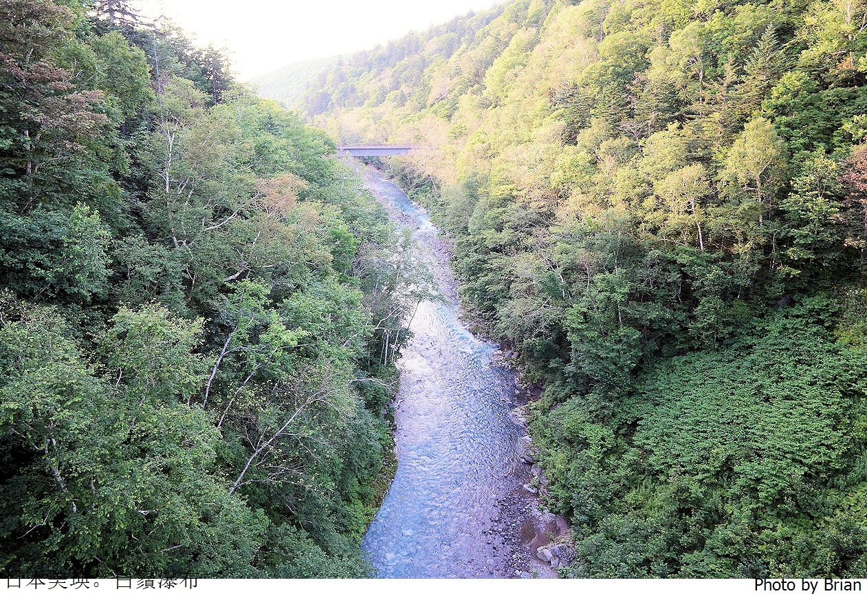 北海道美瑛白金青池。北海道必訪景點順遊白鬚瀑布