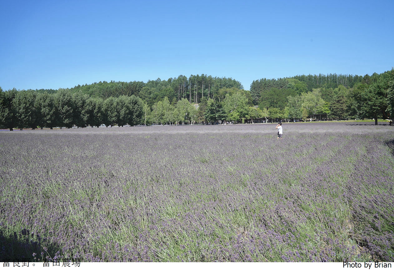 北海道景點富良野富田農場。北海道超人氣薰衣草花田