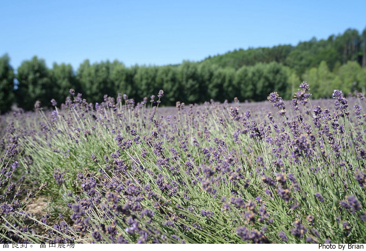 北海道景點富良野富田農場。北海道超人氣薰衣草花田