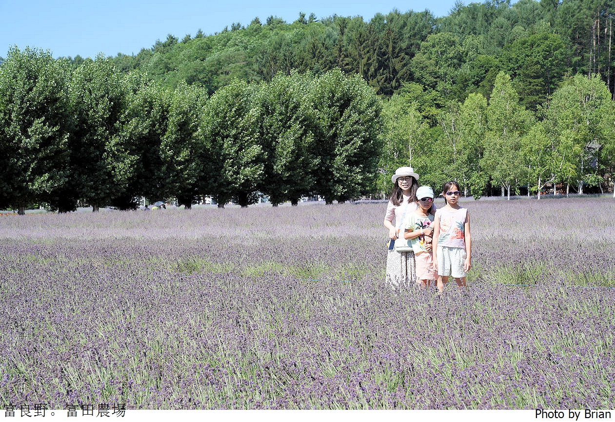 北海道景點富良野富田農場。北海道超人氣薰衣草花田