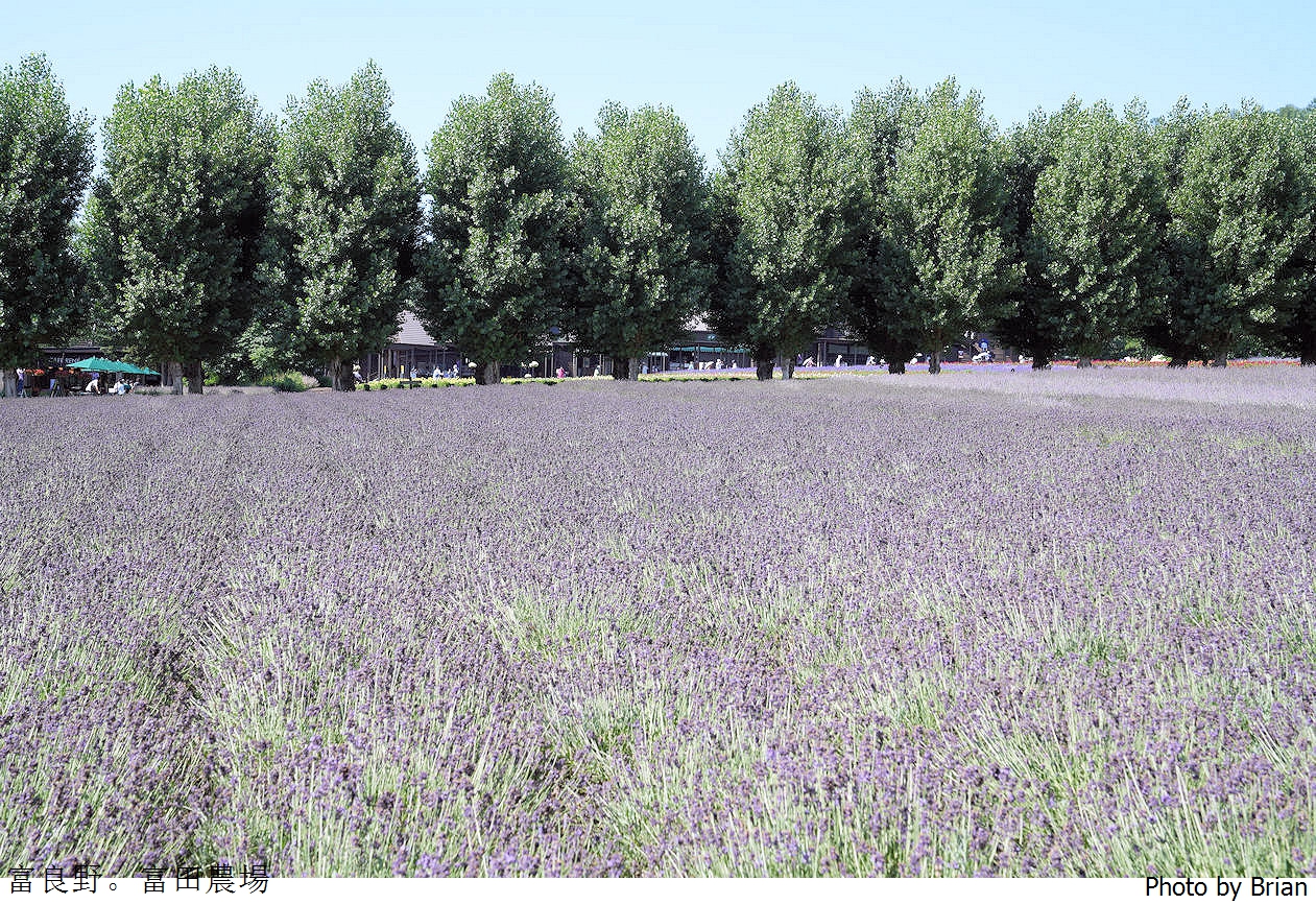 北海道景點富良野富田農場。北海道超人氣薰衣草花田