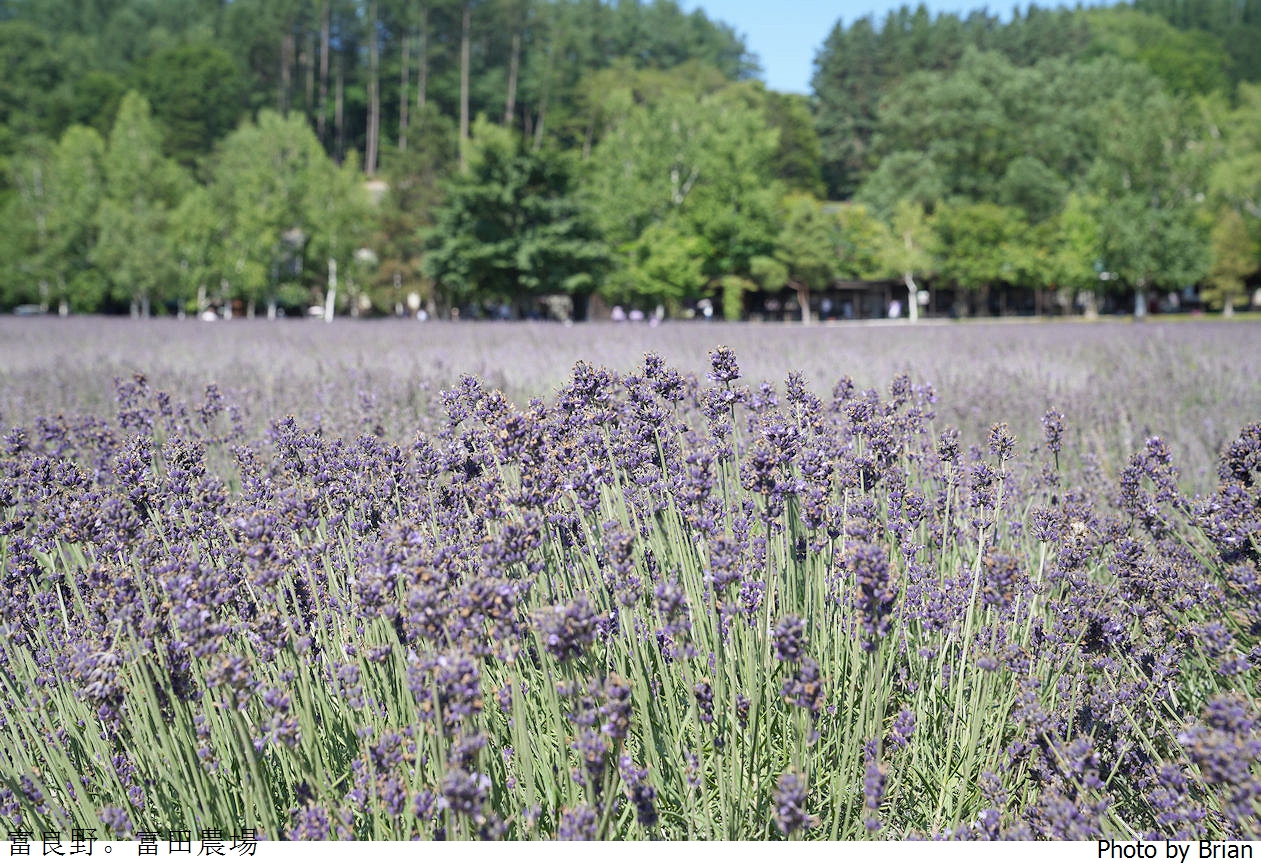 北海道景點富良野富田農場。北海道超人氣薰衣草花田