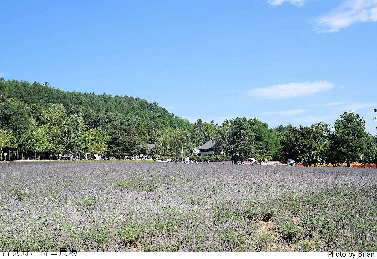 北海道景點富良野富田農場。北海道超人氣薰衣草花田
