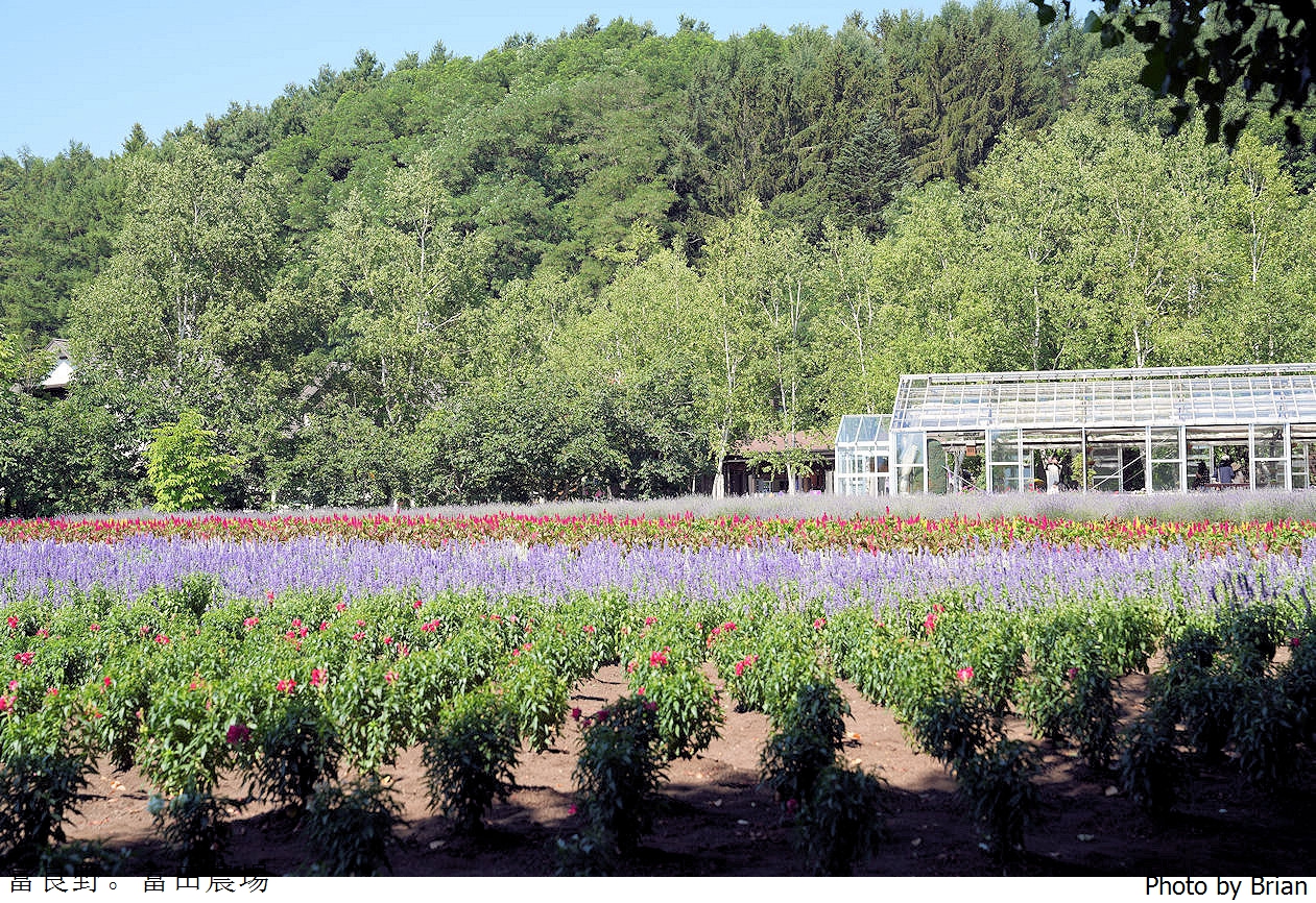 北海道景點富良野富田農場。北海道超人氣薰衣草花田