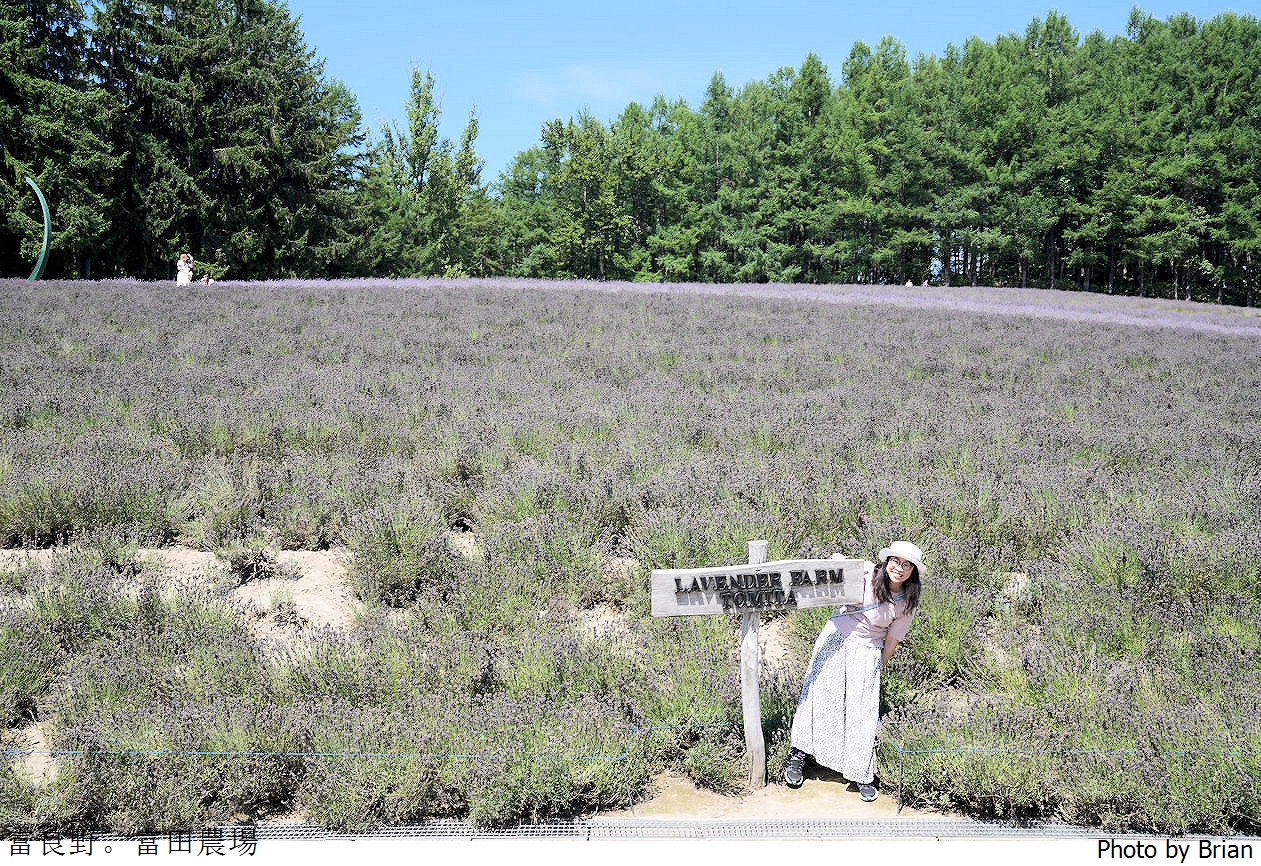 北海道景點富良野富田農場。北海道超人氣薰衣草花田