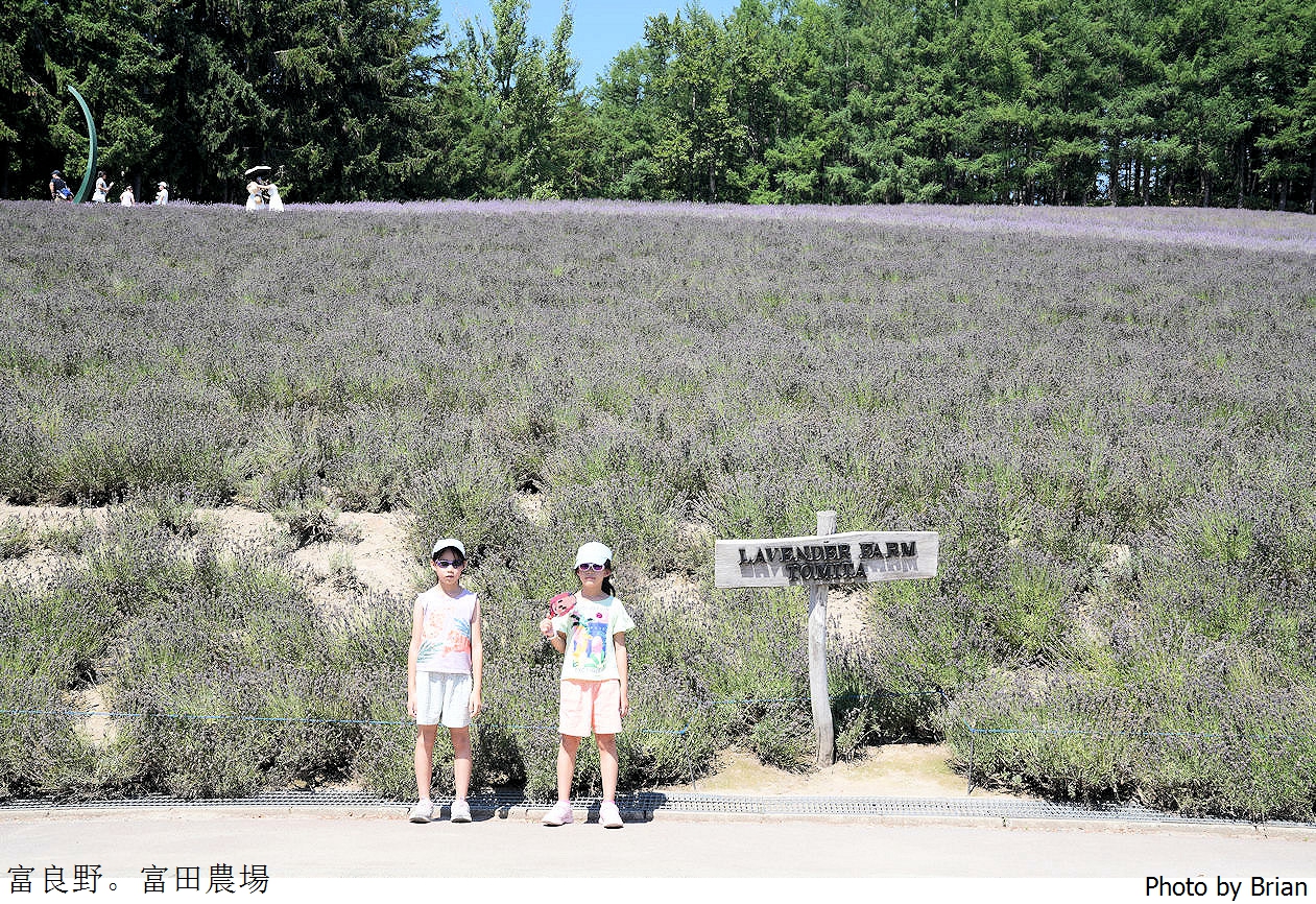 北海道景點富良野富田農場。北海道超人氣薰衣草花田