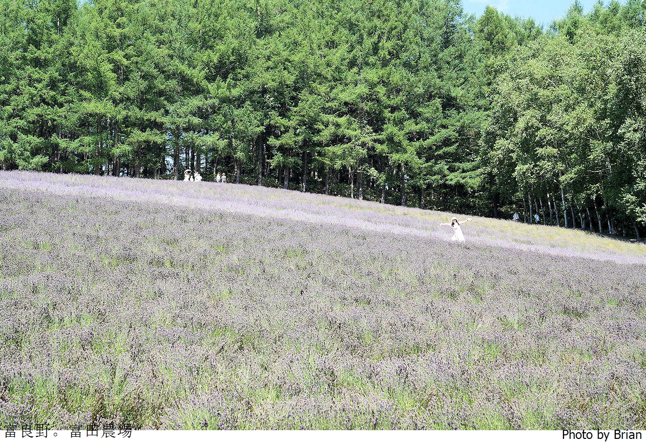 北海道景點富良野富田農場。北海道超人氣薰衣草花田