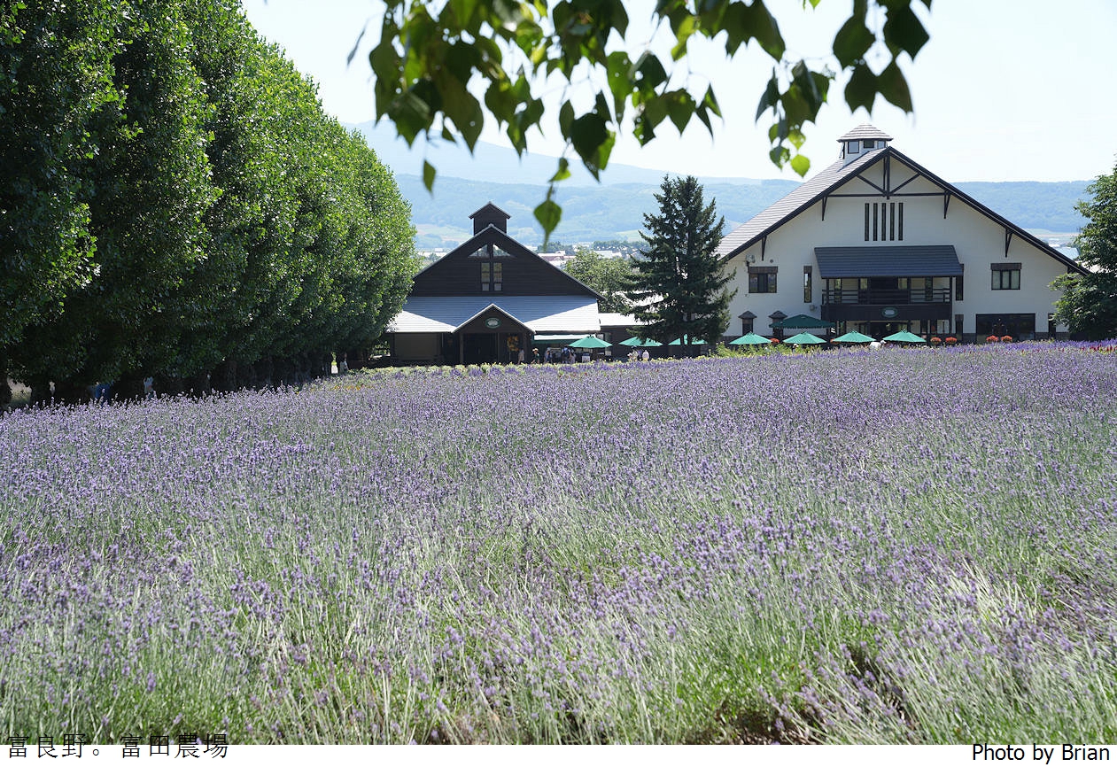 北海道景點富良野富田農場。北海道超人氣薰衣草花田