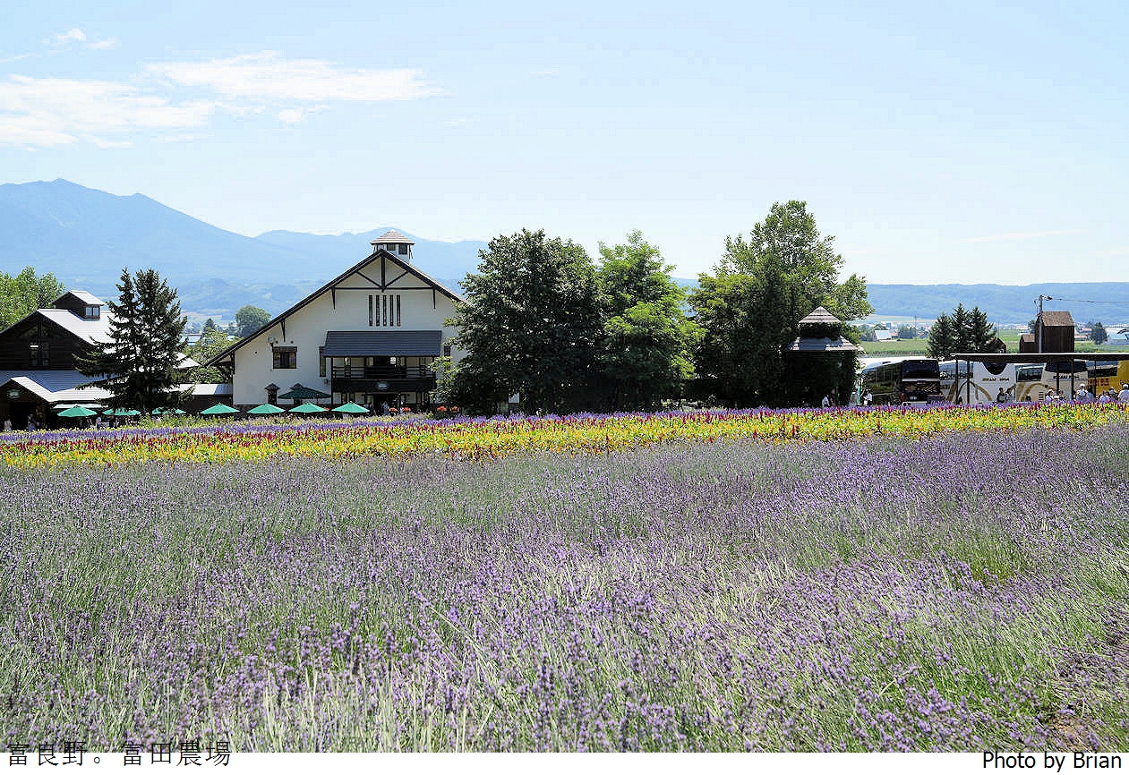 北海道景點富良野富田農場。北海道超人氣薰衣草花田