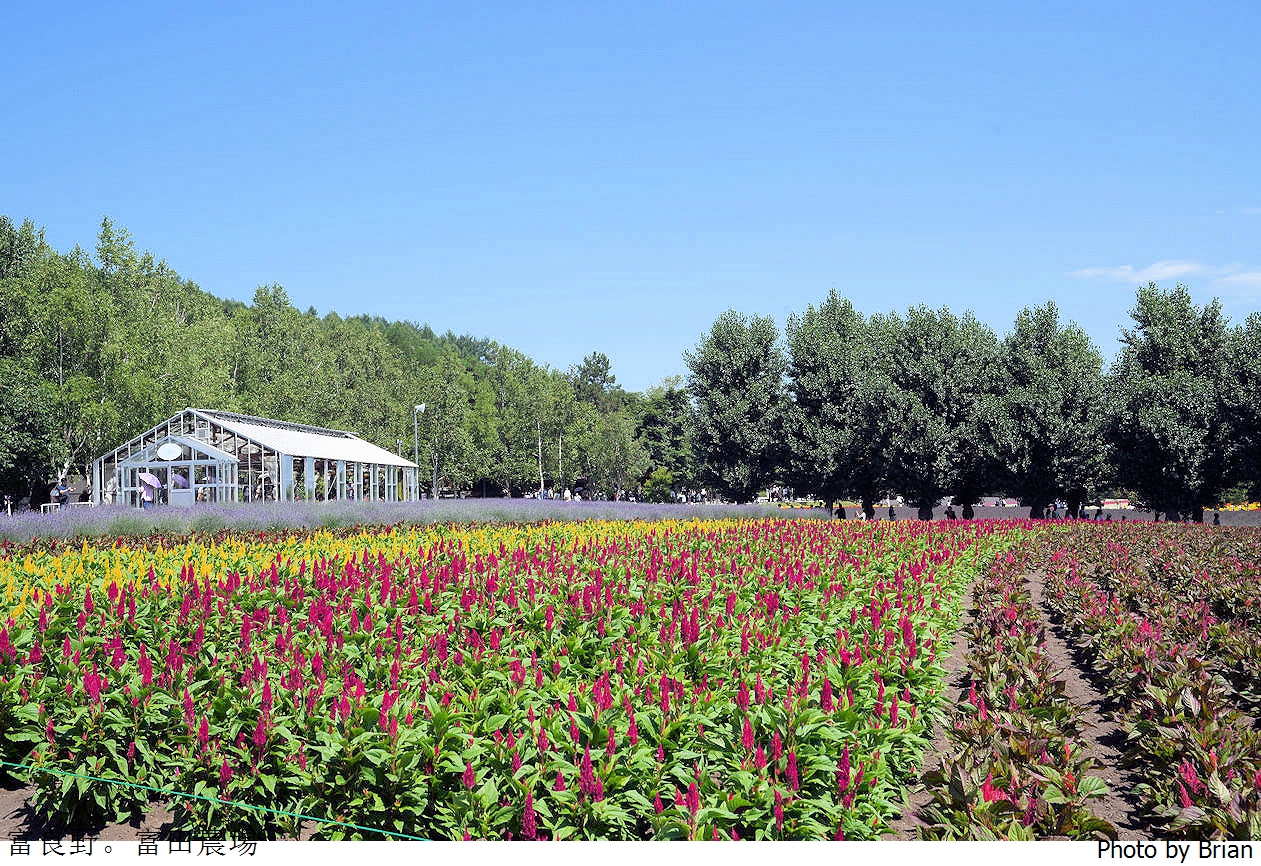 北海道景點富良野富田農場。北海道超人氣薰衣草花田