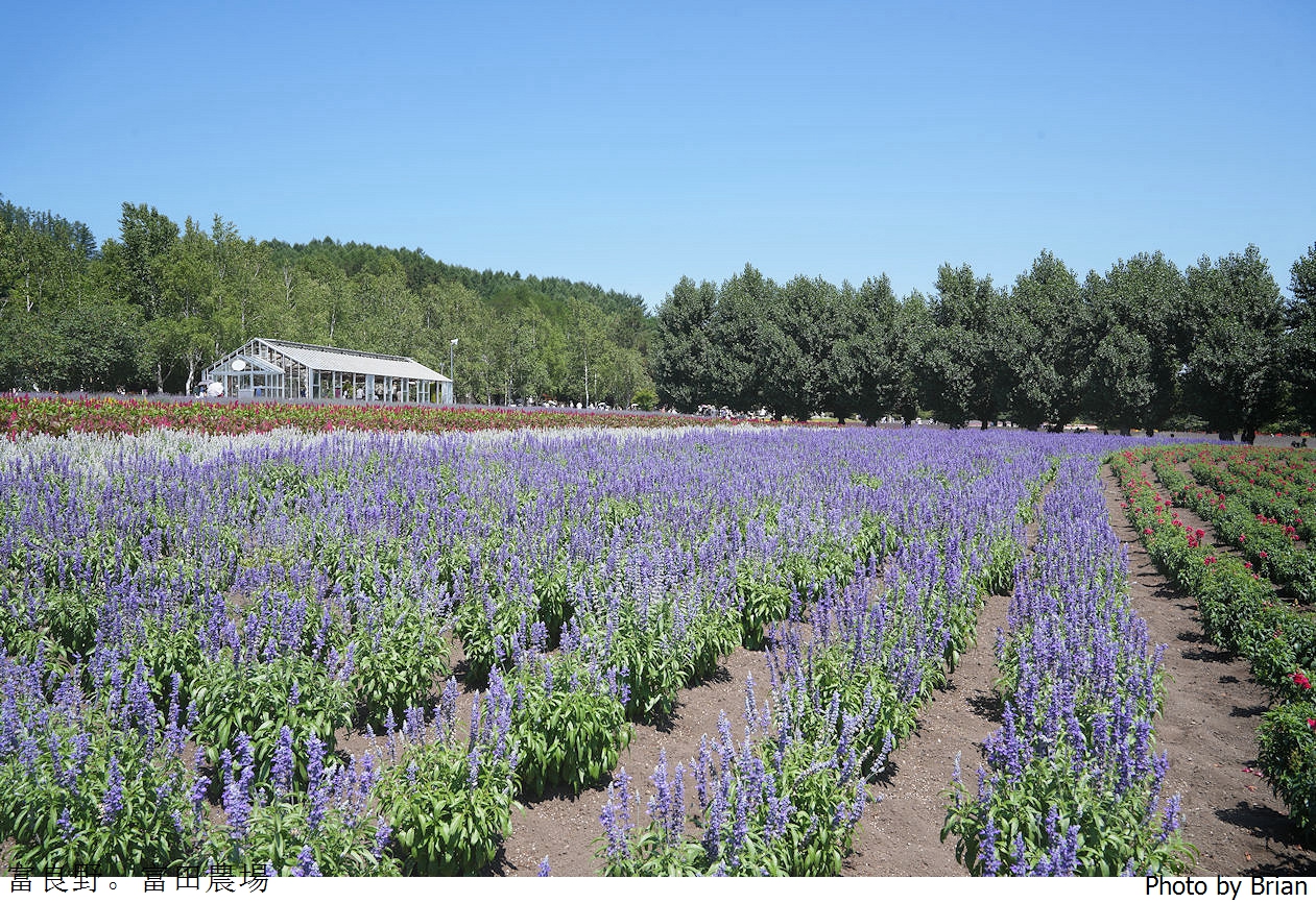 北海道景點富良野富田農場。北海道超人氣薰衣草花田
