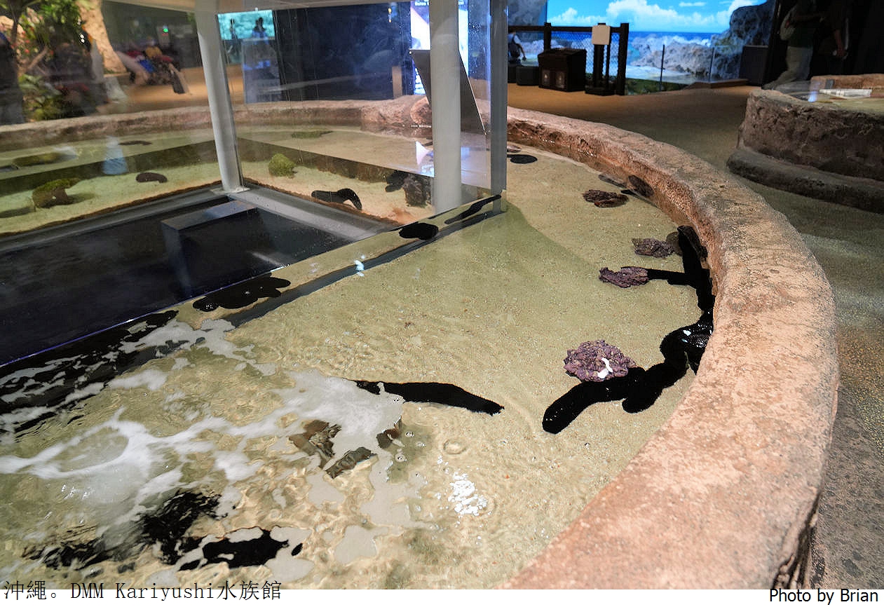 日本沖繩 DMM Kariyushi水族館。那霸南部機場附近都會型水族館