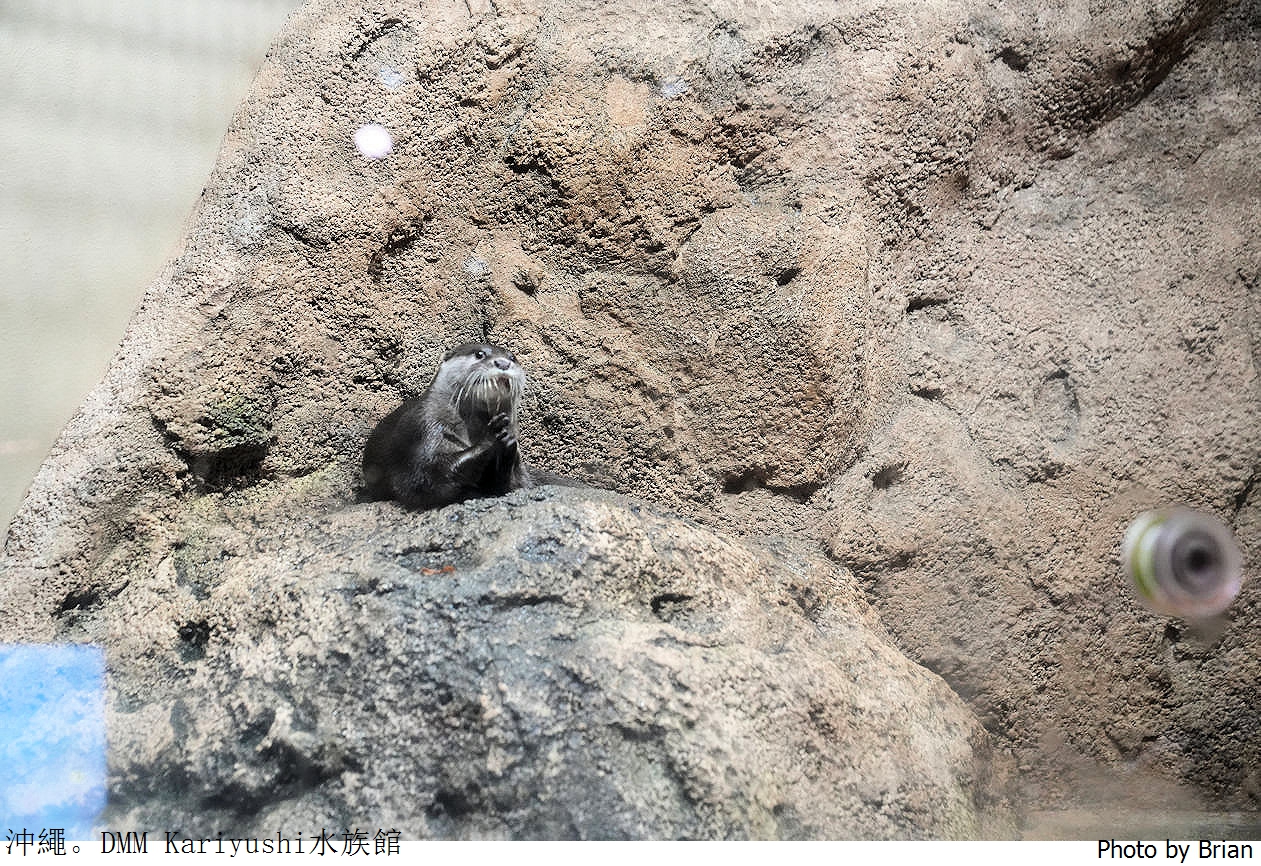 日本沖繩 DMM Kariyushi水族館。那霸南部機場附近都會型水族館