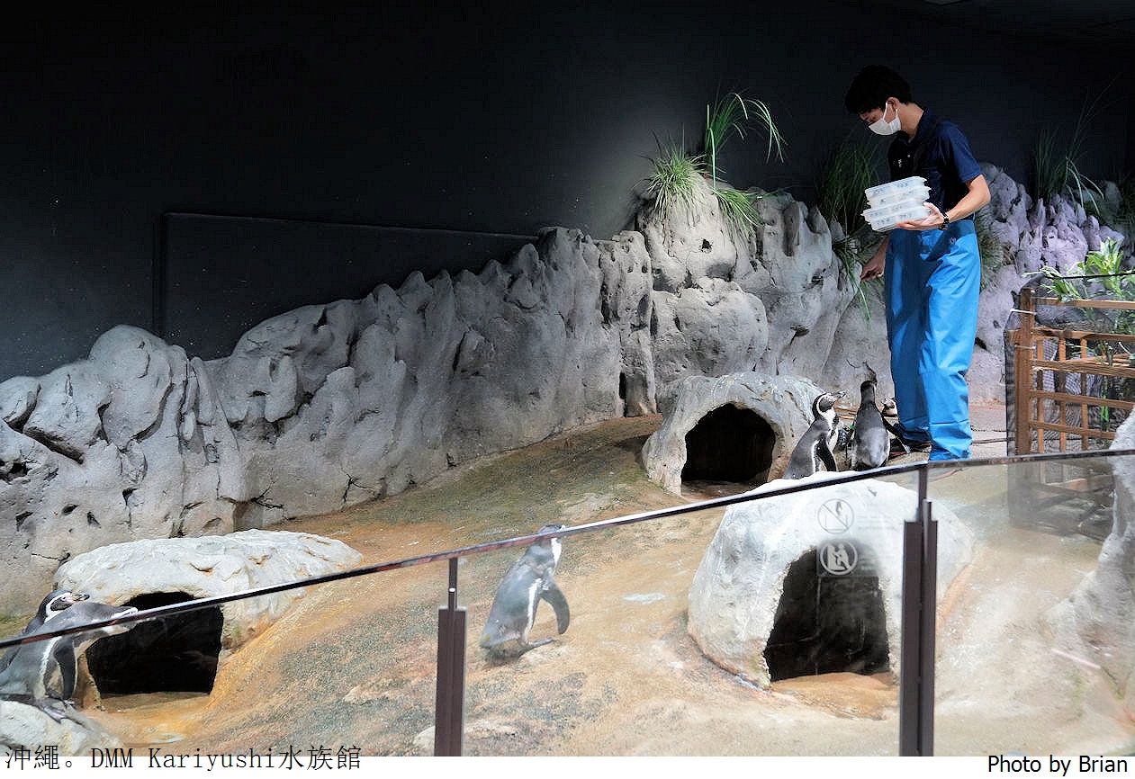 日本沖繩 DMM Kariyushi水族館。那霸南部機場附近都會型水族館