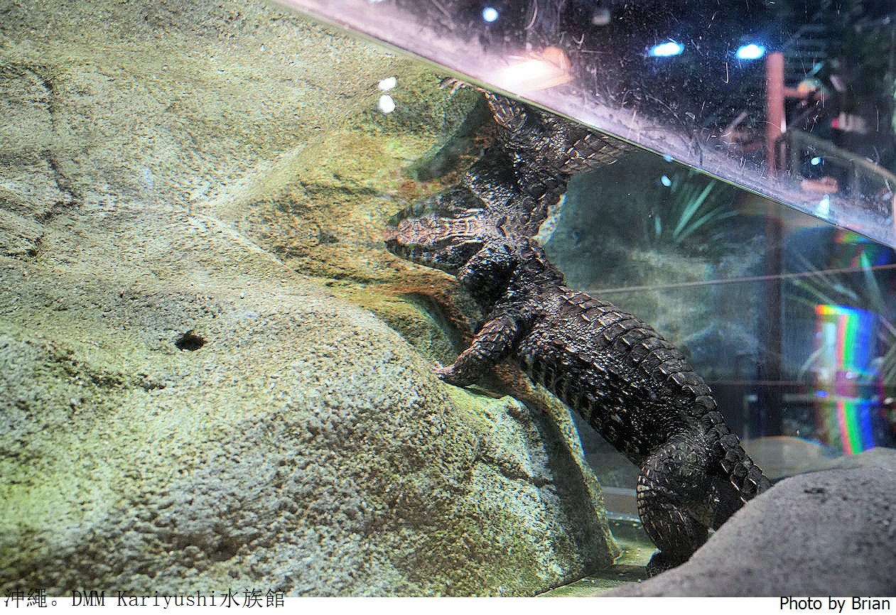 日本沖繩 DMM Kariyushi水族館。那霸南部機場附近都會型水族館