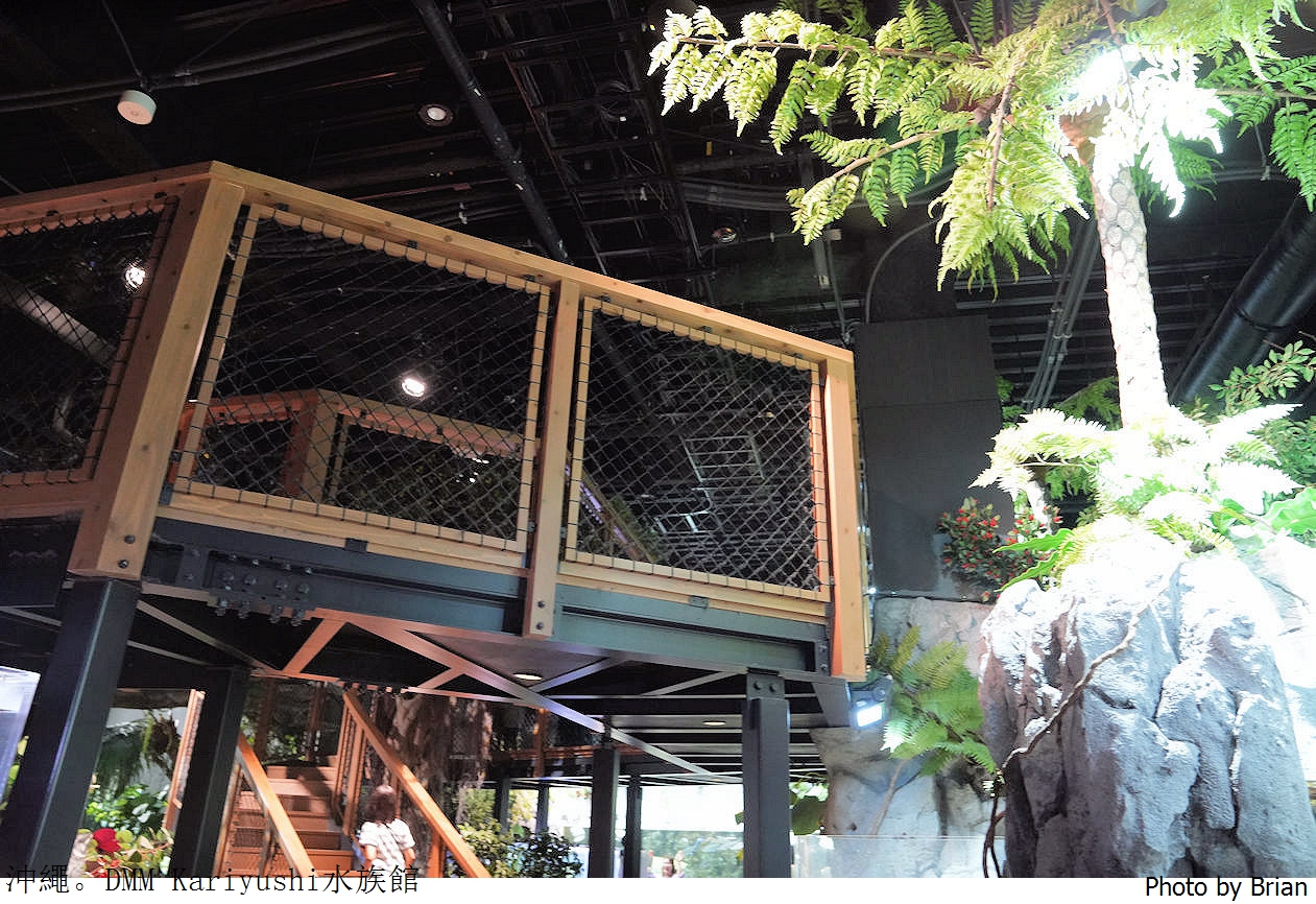 日本沖繩 DMM Kariyushi水族館。那霸南部機場附近都會型水族館