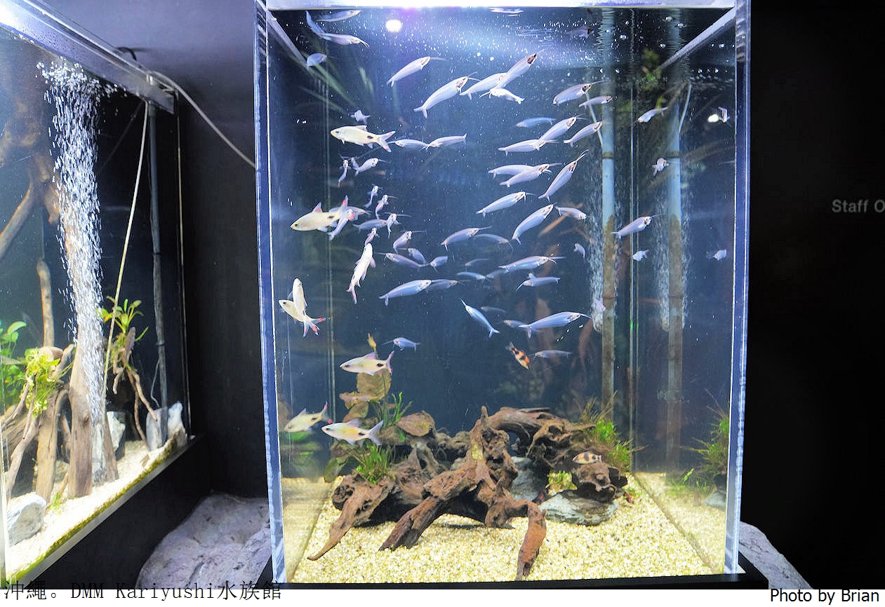 日本沖繩 DMM Kariyushi水族館。那霸南部機場附近都會型水族館