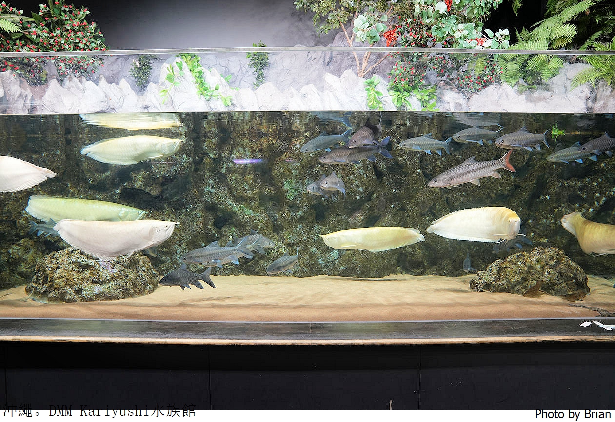 日本沖繩 DMM Kariyushi水族館。那霸南部機場附近都會型水族館