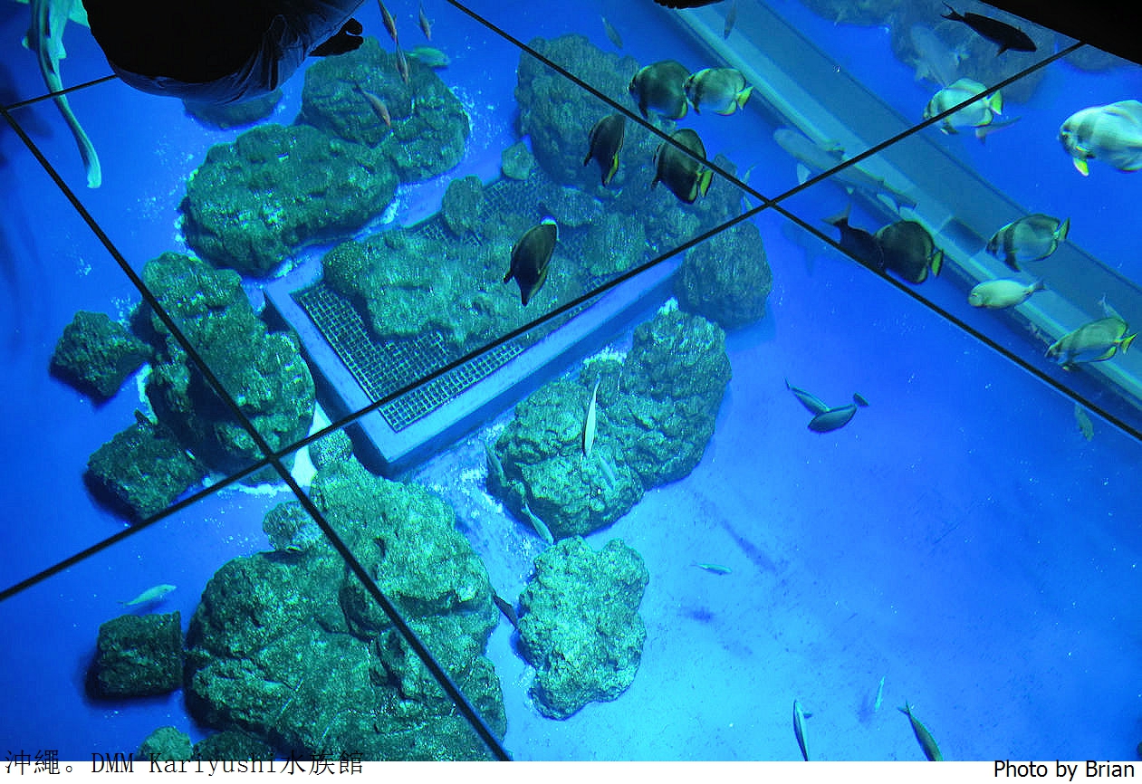 日本沖繩 DMM Kariyushi水族館。那霸南部機場附近都會型水族館