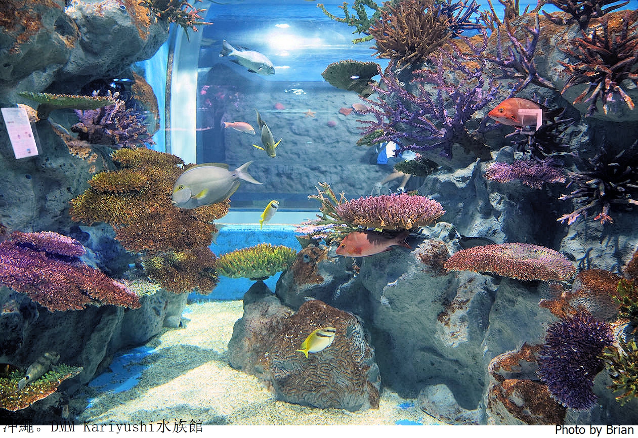 日本沖繩 DMM Kariyushi水族館。那霸南部機場附近都會型水族館
