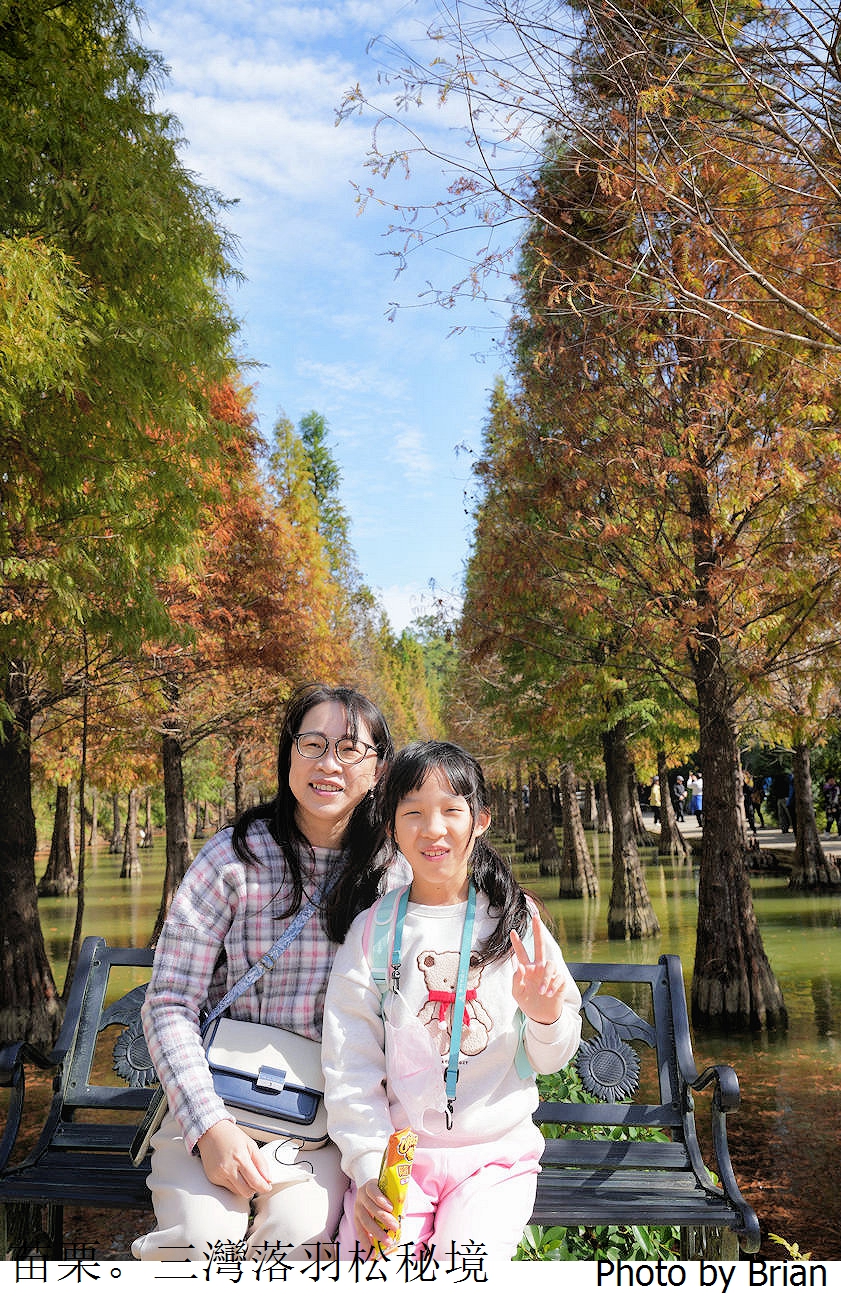 苗栗三灣落羽松秘境。免門票超人氣苗栗落羽松秘境 苗栗三灣落羽松秘境。免門票超人氣苗栗落羽松秘境
