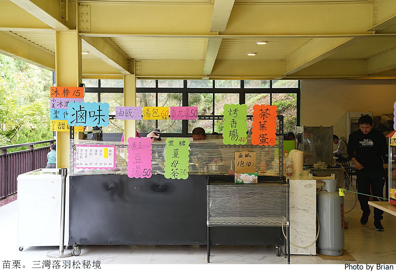 苗栗三灣落羽松秘境。免門票超人氣苗栗落羽松秘境 苗栗三灣落羽松秘境。免門票超人氣苗栗落羽松秘境