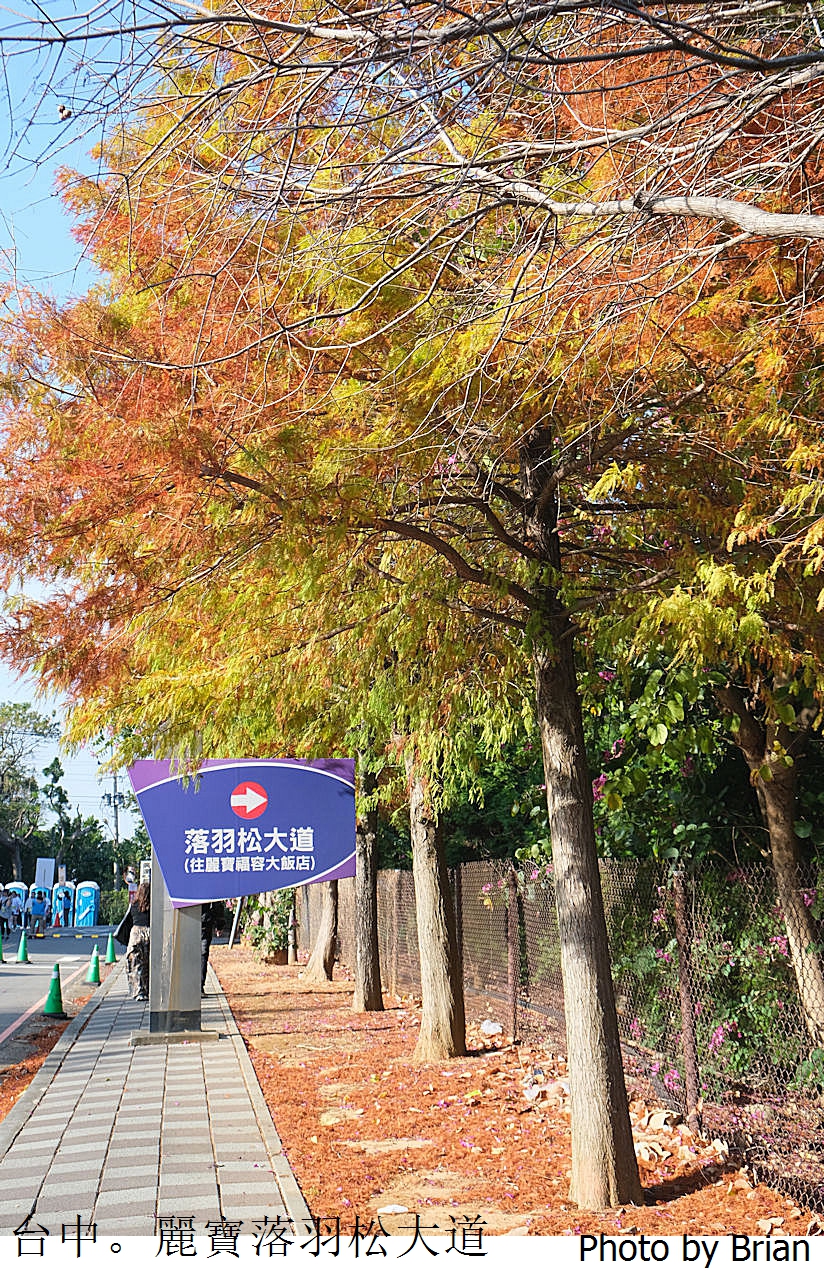 台中麗寶落羽松大道。免門票一公里長落羽松大道