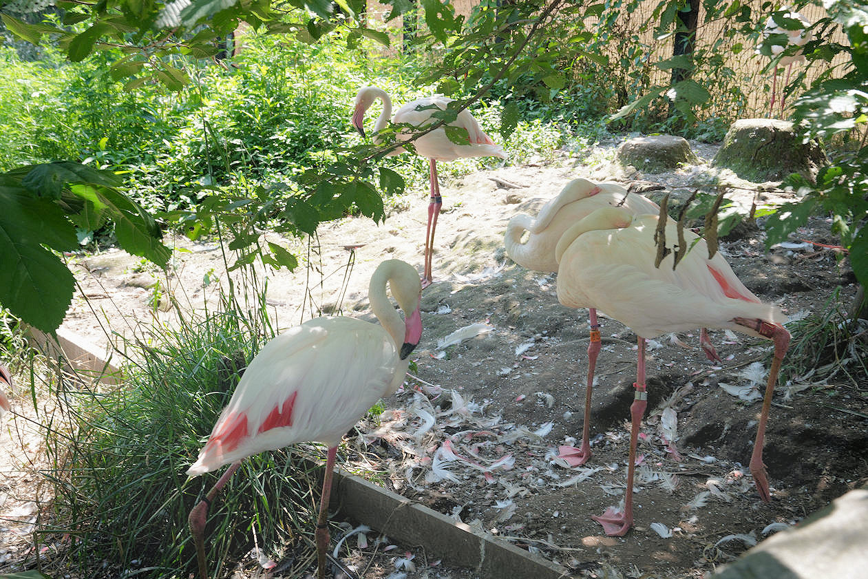 北海道旭川旭山動物園。超近距離看北極熊企鵝親子必訪景點