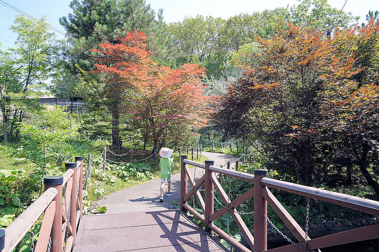 北海道旭川旭山動物園。超近距離看北極熊企鵝親子必訪景點 北海道旭川旭山動物園。超近距離看北極熊企鵝親子必訪景點