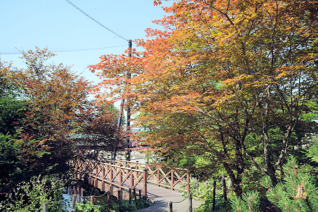 北海道旭川旭山動物園。超近距離看北極熊企鵝親子必訪景點