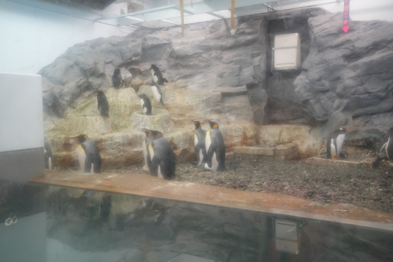 北海道旭川旭山動物園。超近距離看北極熊企鵝親子必訪景點