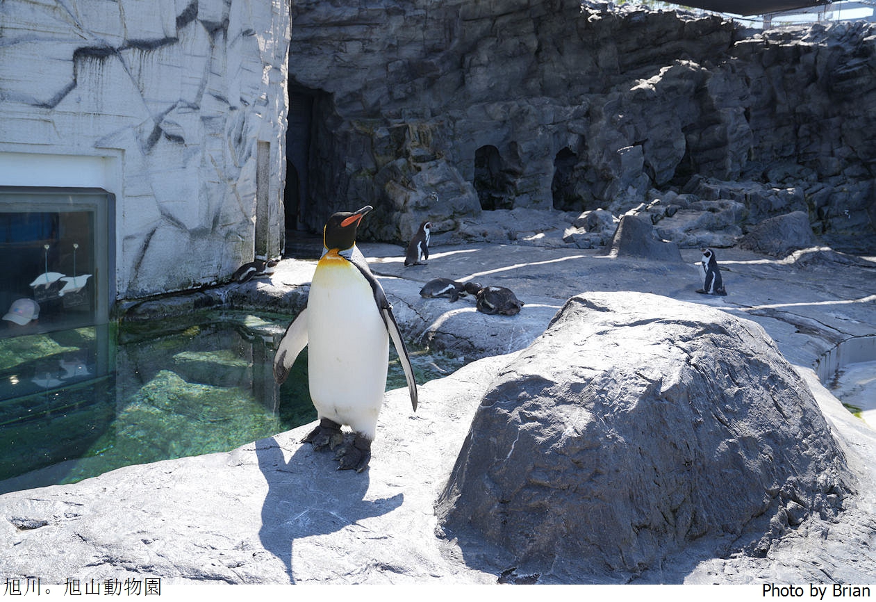 北海道旭川旭山動物園。超近距離看北極熊企鵝親子必訪景點 北海道旭川旭山動物園。超近距離看北極熊企鵝親子必訪景點