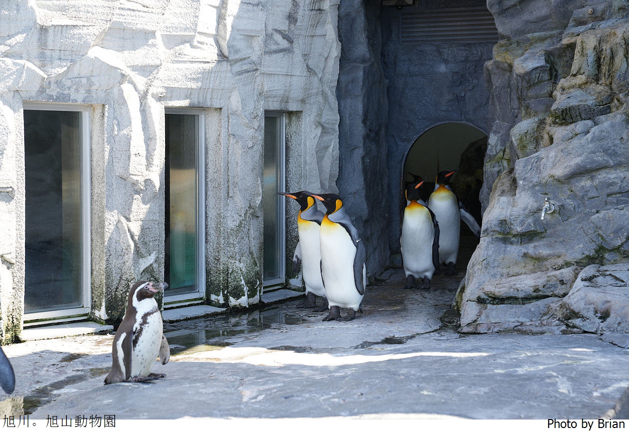 北海道旭川旭山動物園。超近距離看北極熊企鵝親子必訪景點 北海道旭川旭山動物園。超近距離看北極熊企鵝親子必訪景點