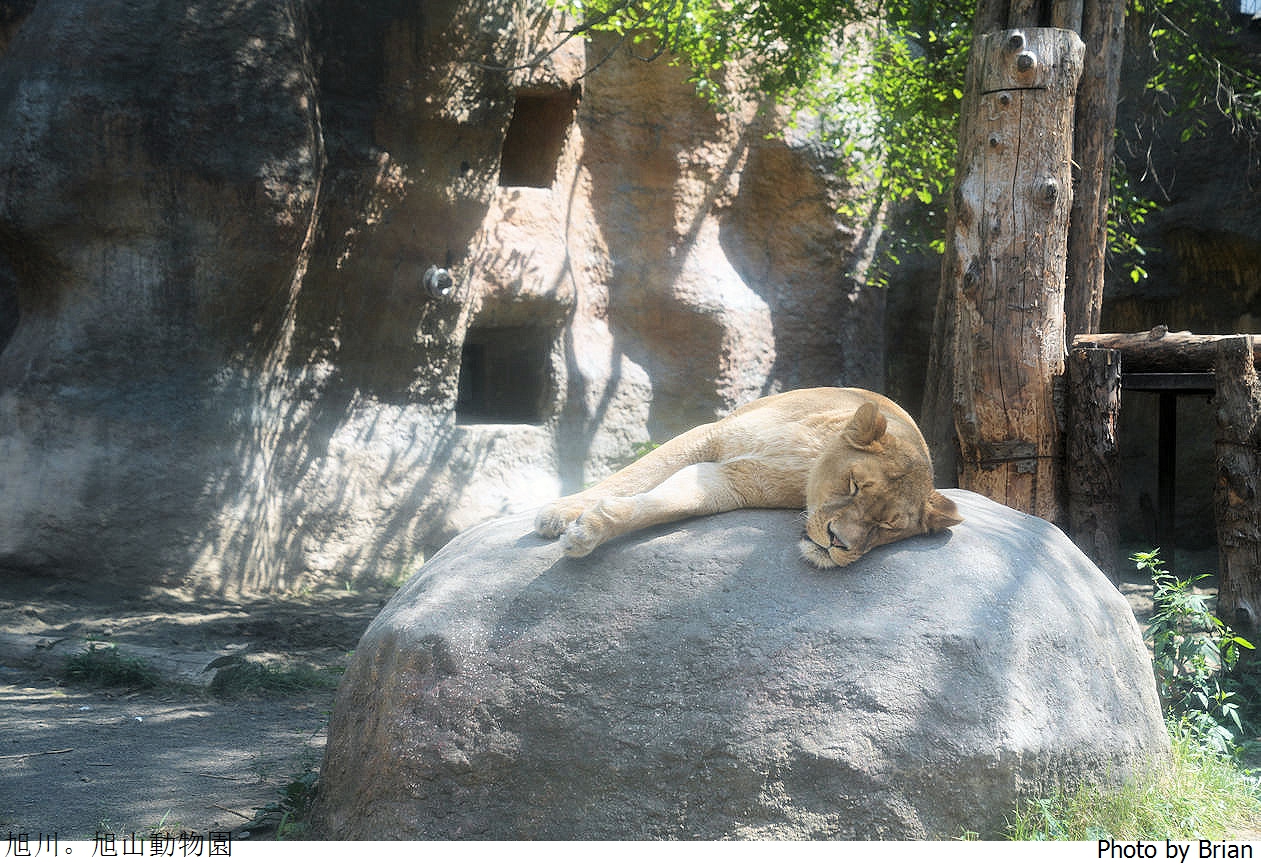 北海道旭川旭山動物園。超近距離看北極熊企鵝親子必訪景點 北海道旭川旭山動物園。超近距離看北極熊企鵝親子必訪景點