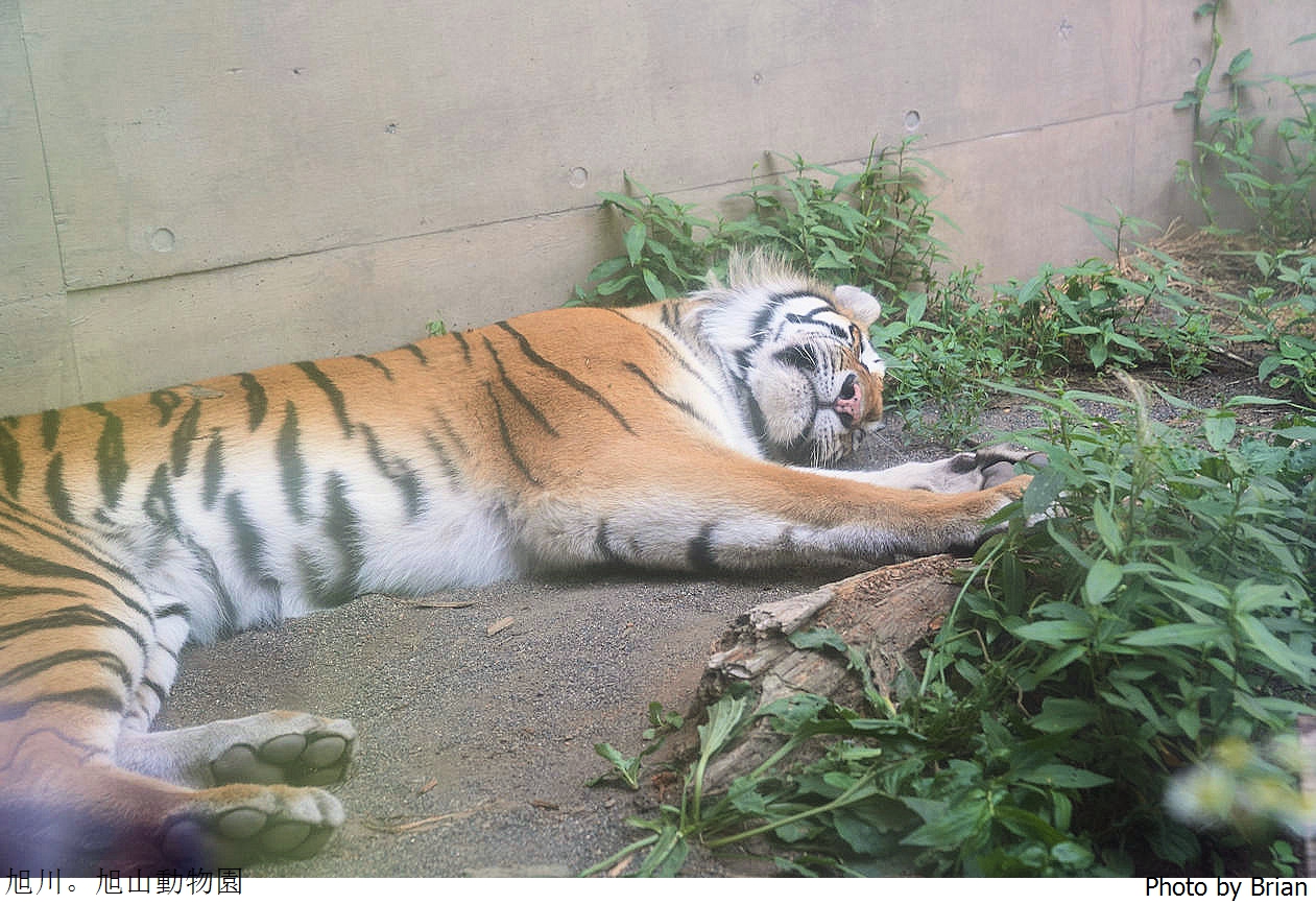 北海道旭川旭山動物園。超近距離看北極熊企鵝親子必訪景點 北海道旭川旭山動物園。超近距離看北極熊企鵝親子必訪景點