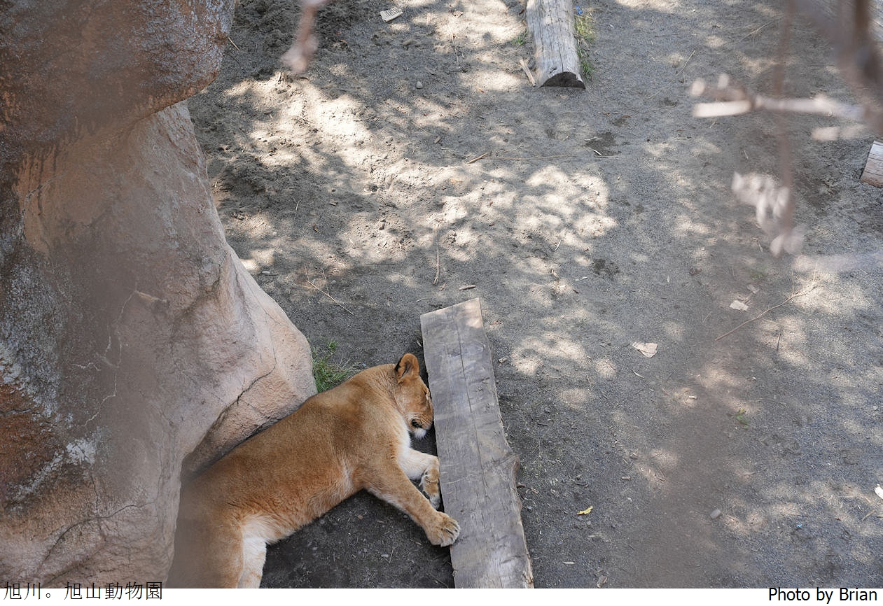 北海道旭川旭山動物園。超近距離看北極熊企鵝親子必訪景點