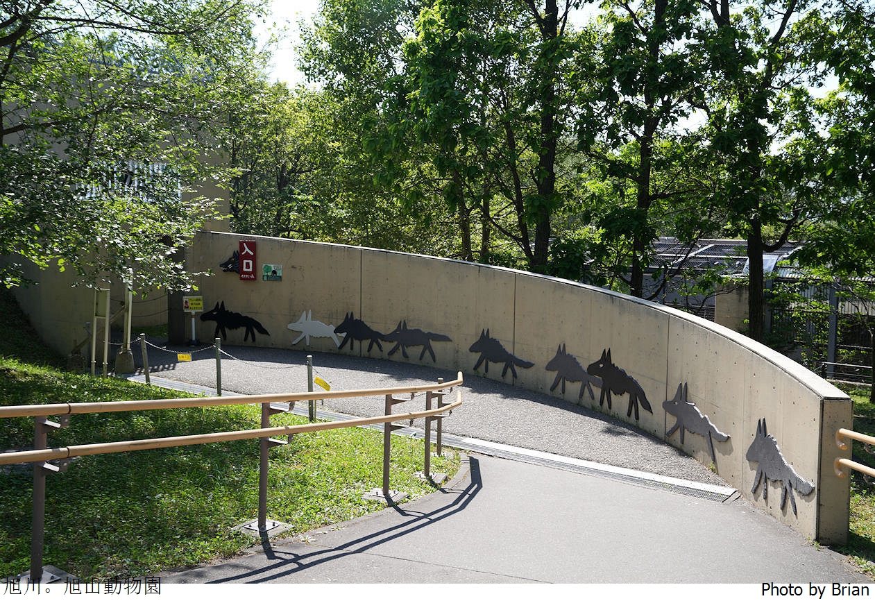 北海道旭川旭山動物園。超近距離看北極熊企鵝親子必訪景點 北海道旭川旭山動物園。超近距離看北極熊企鵝親子必訪景點