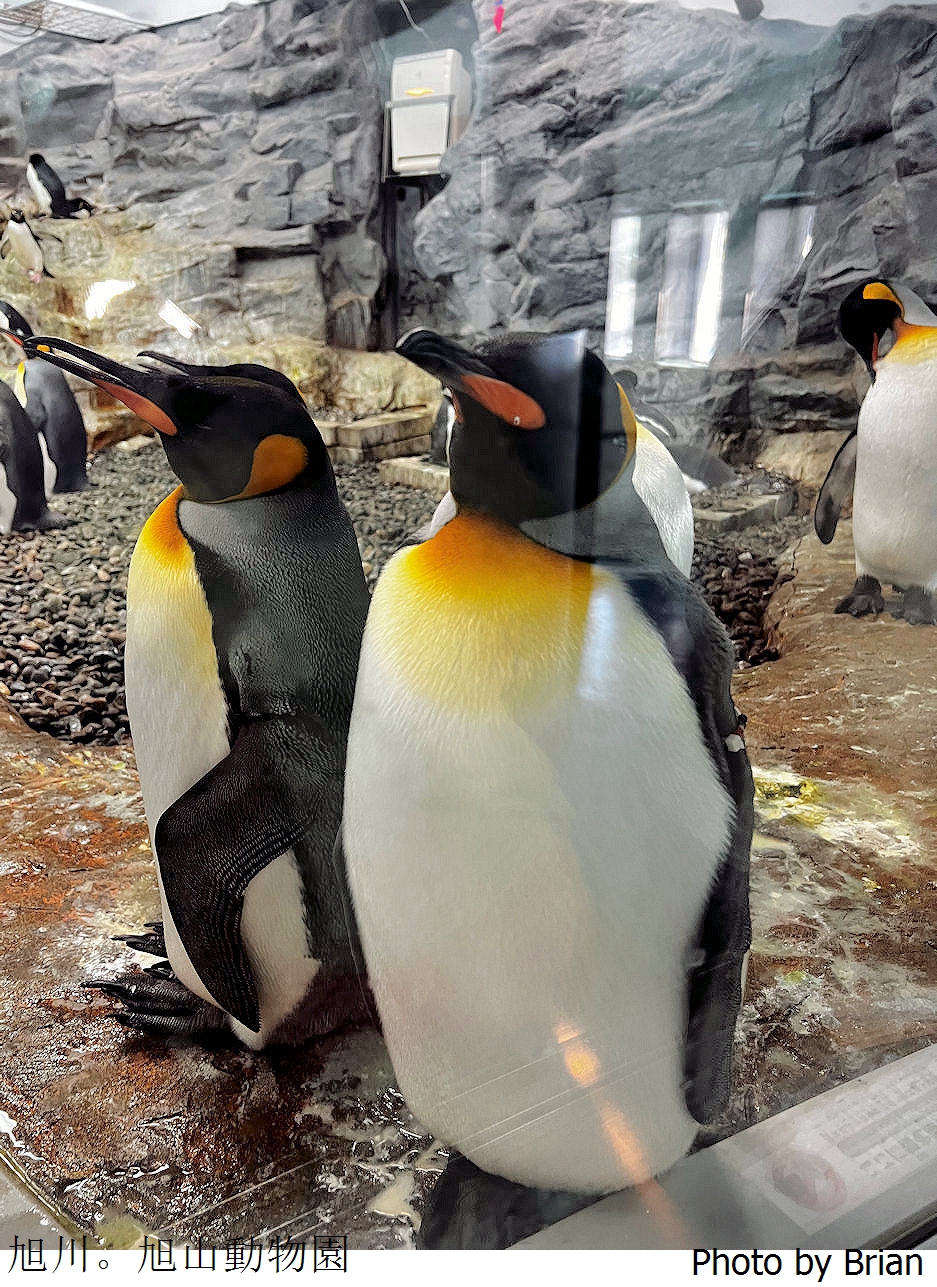 北海道旭川旭山動物園。超近距離看北極熊企鵝親子必訪景點 北海道旭川旭山動物園。超近距離看北極熊企鵝親子必訪景點
