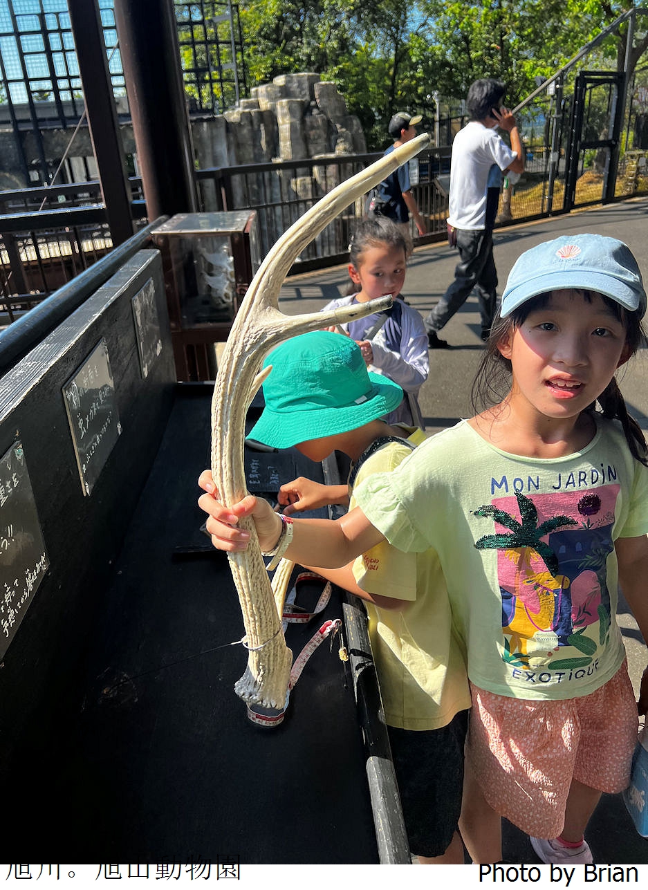 北海道旭川旭山動物園。超近距離看北極熊企鵝親子必訪景點 北海道旭川旭山動物園。超近距離看北極熊企鵝親子必訪景點