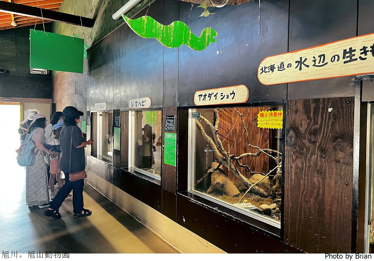 北海道旭川旭山動物園。超近距離看北極熊企鵝親子必訪景點