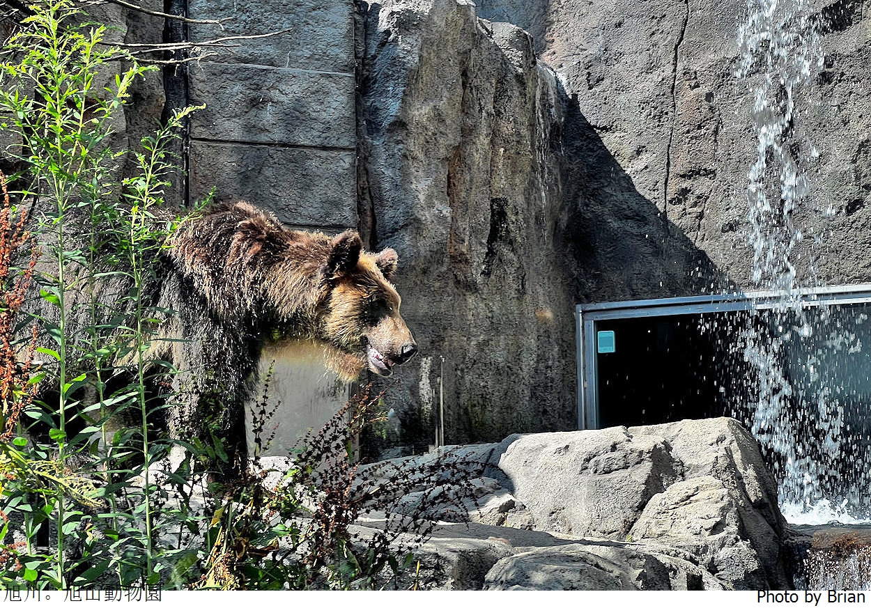 北海道旭川旭山動物園。超近距離看北極熊企鵝親子必訪景點 北海道旭川旭山動物園。超近距離看北極熊企鵝親子必訪景點