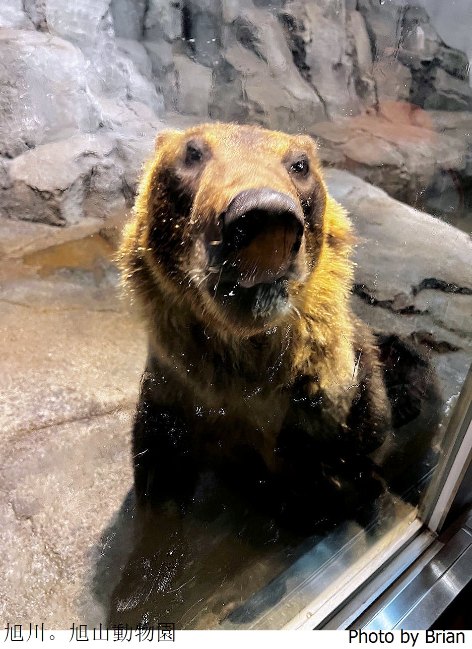 北海道旭川旭山動物園。超近距離看北極熊企鵝親子必訪景點 北海道旭川旭山動物園。超近距離看北極熊企鵝親子必訪景點