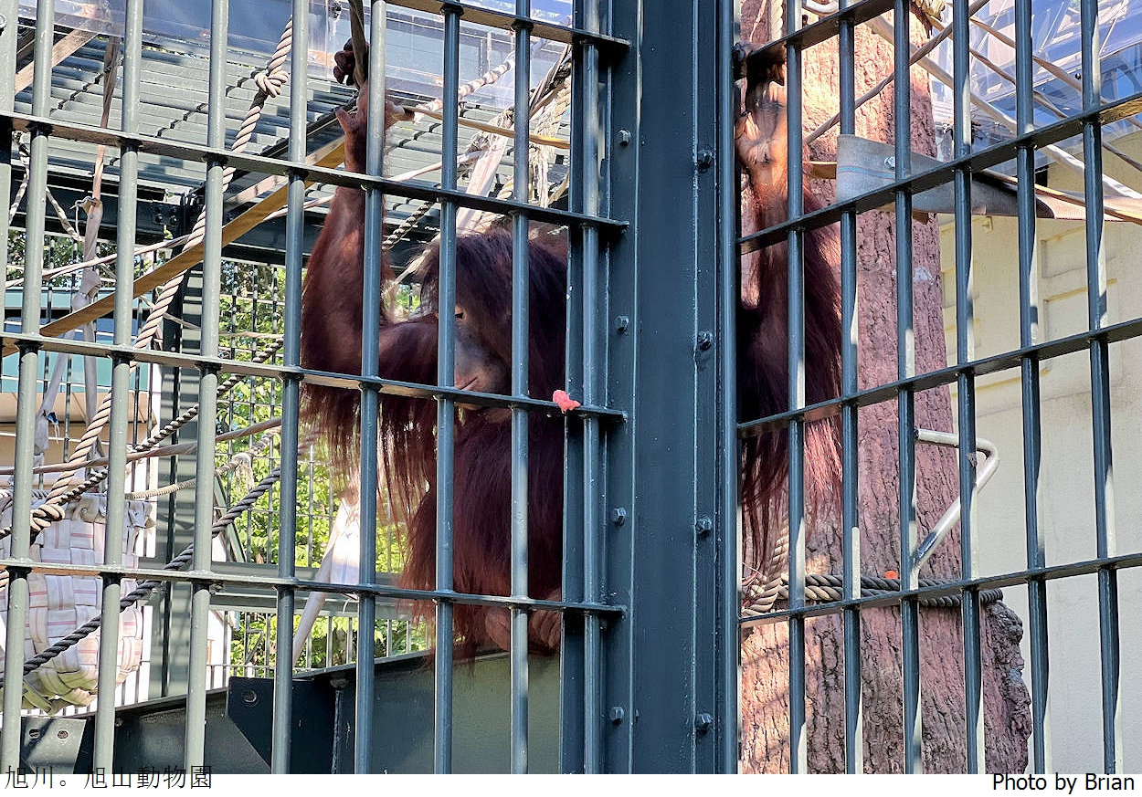 北海道旭川旭山動物園。超近距離看北極熊企鵝親子必訪景點 北海道旭川旭山動物園。超近距離看北極熊企鵝親子必訪景點
