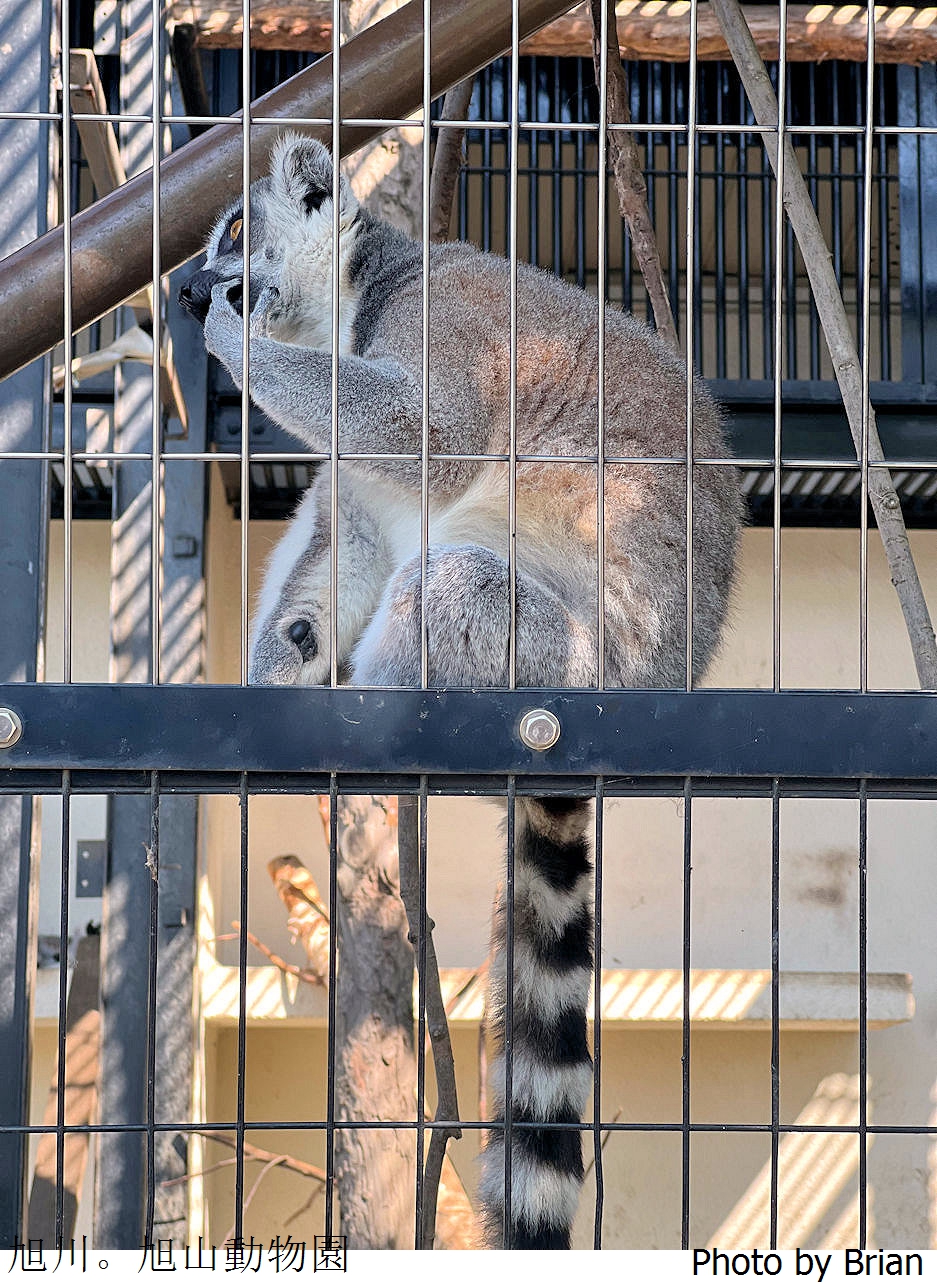 北海道旭川旭山動物園。超近距離看北極熊企鵝親子必訪景點 北海道旭川旭山動物園。超近距離看北極熊企鵝親子必訪景點