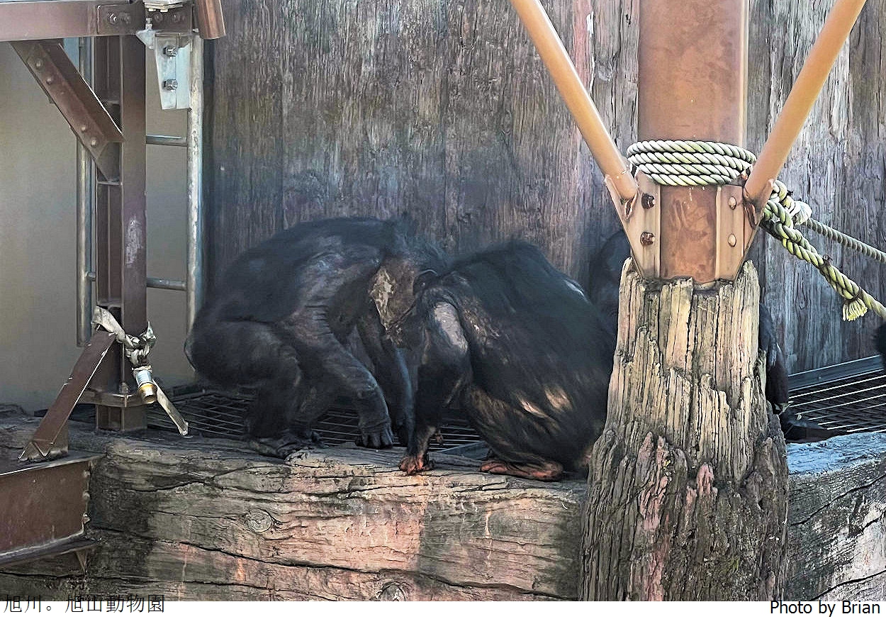 北海道旭川旭山動物園。超近距離看北極熊企鵝親子必訪景點