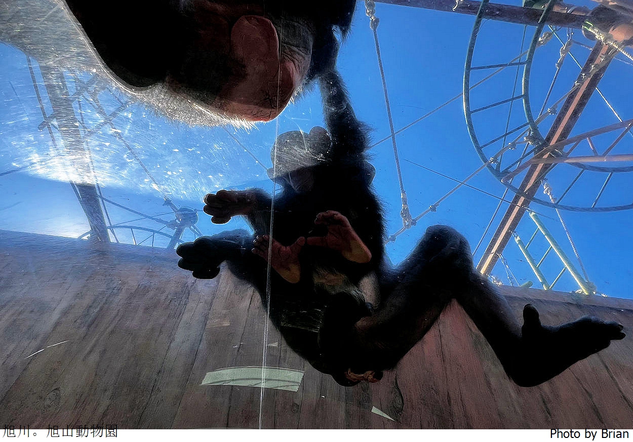 北海道旭川旭山動物園。超近距離看北極熊企鵝親子必訪景點 北海道旭川旭山動物園。超近距離看北極熊企鵝親子必訪景點