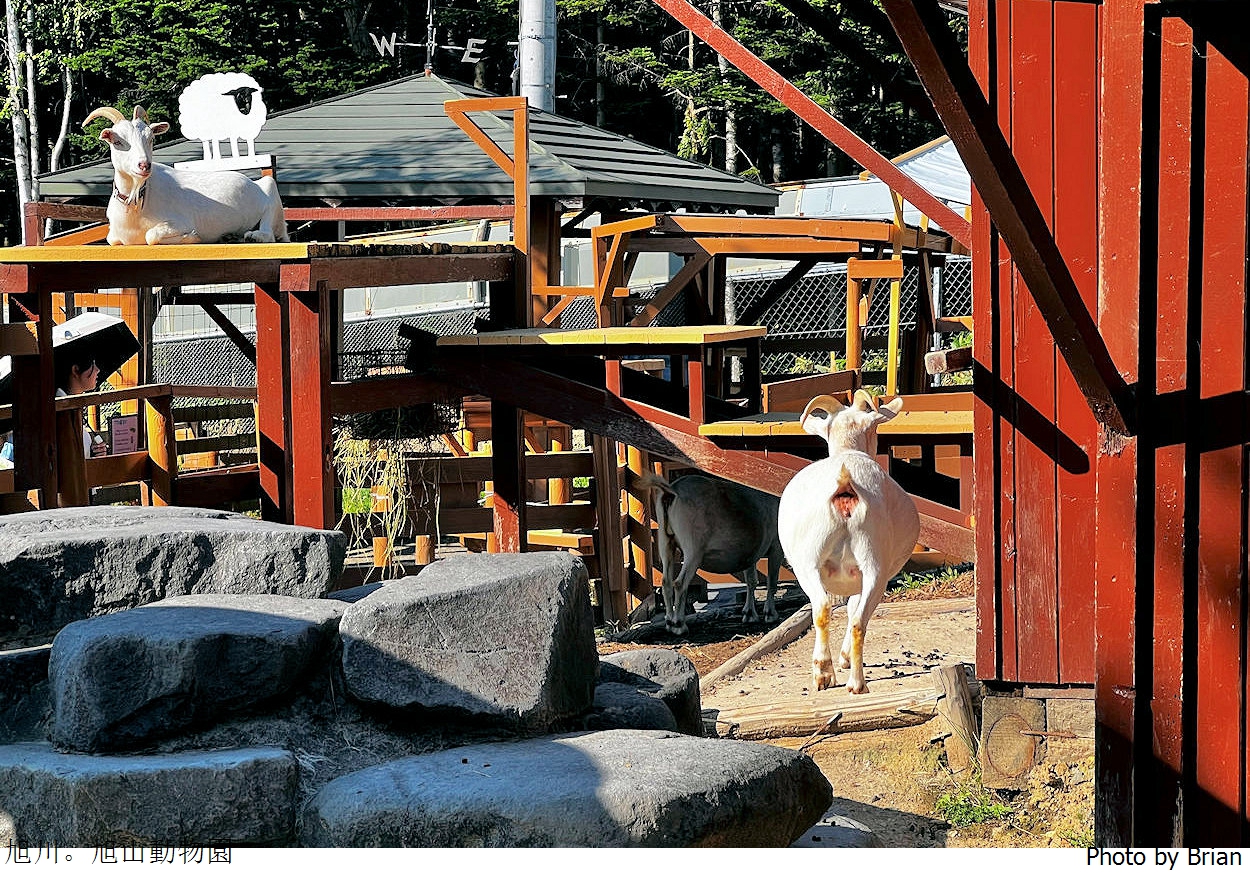 北海道旭川旭山動物園。超近距離看北極熊企鵝親子必訪景點 北海道旭川旭山動物園。超近距離看北極熊企鵝親子必訪景點